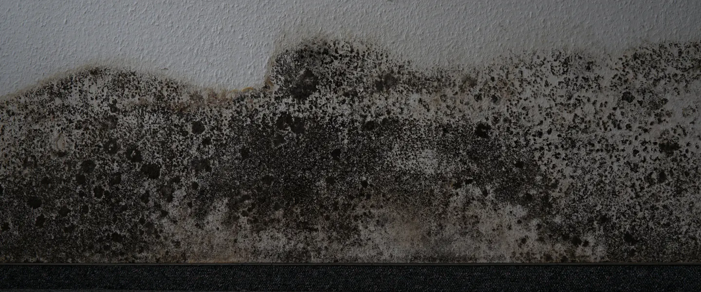 black mold spread on a wall greenville sc